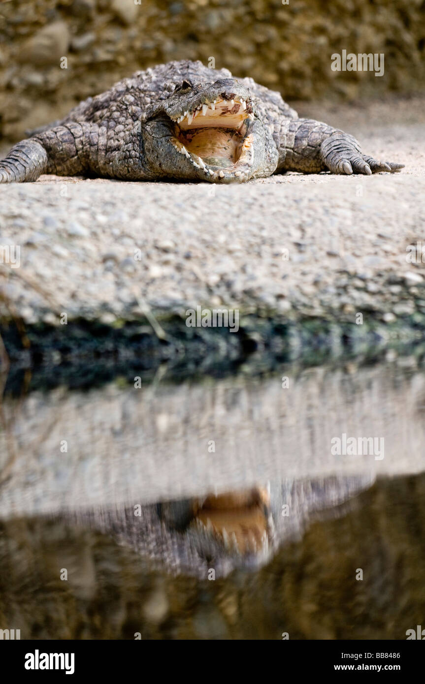 O Estuarios de agua salada (Crocodylus porosus), boca abierta y se refleja en el agua, el zoológico de Basilea, Suiza, Europa Foto de stock