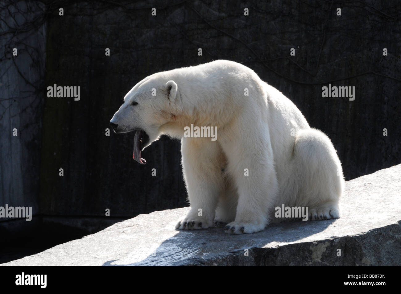 Los osos polares mueren fotografías e imágenes de alta resolución - Alamy
