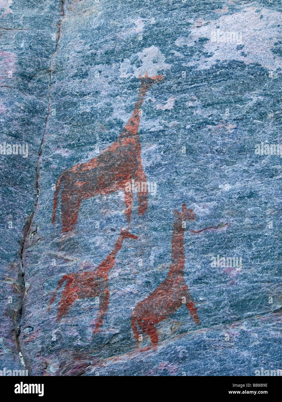 Pinturas rupestres de jirafas en el Rhino-Trail del sitio del Patrimonio Mundial de la UNESCO, Tsodilo Hills, Botswana, África Foto de stock