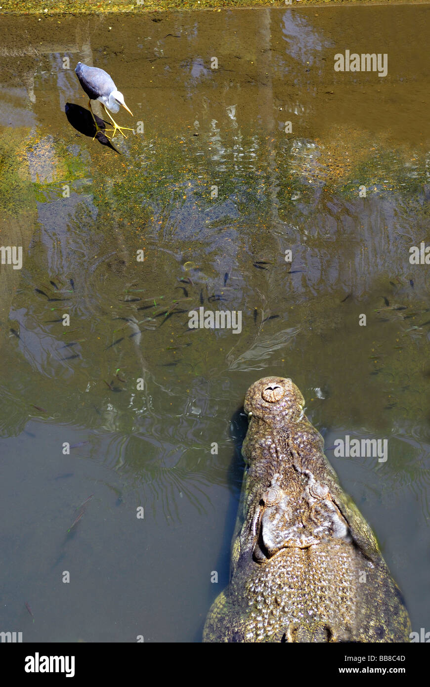 El cocodrilo de agua salada (Crocodylus porosus) y aves zancudas, acechando, Crocodylus Park, Darwin, Territorio del Norte, Australia Foto de stock