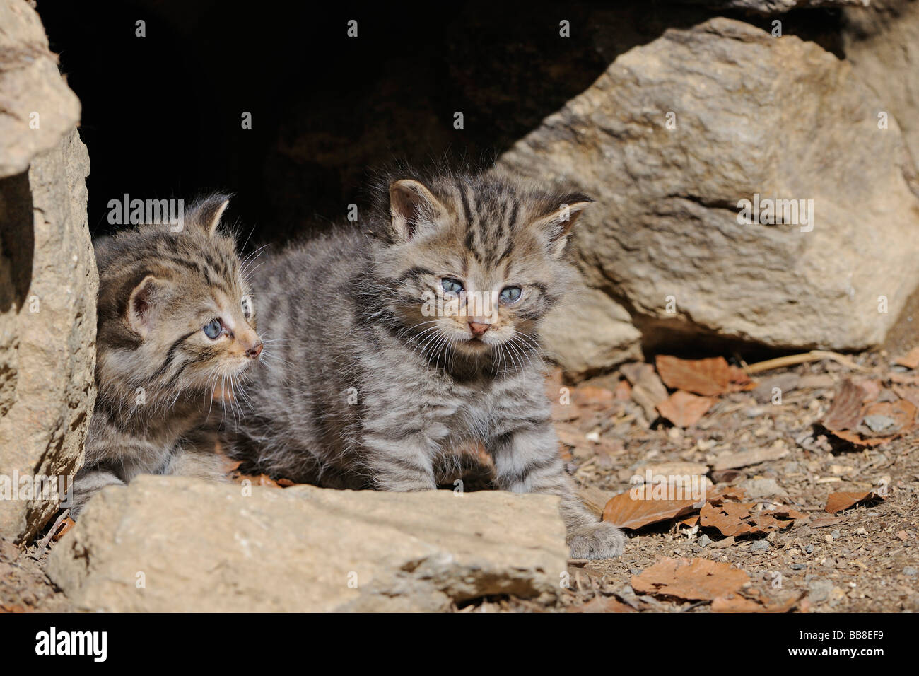 Jóvenes de gato montés (Felis silvestris) explorar el medio ambiente Foto de stock