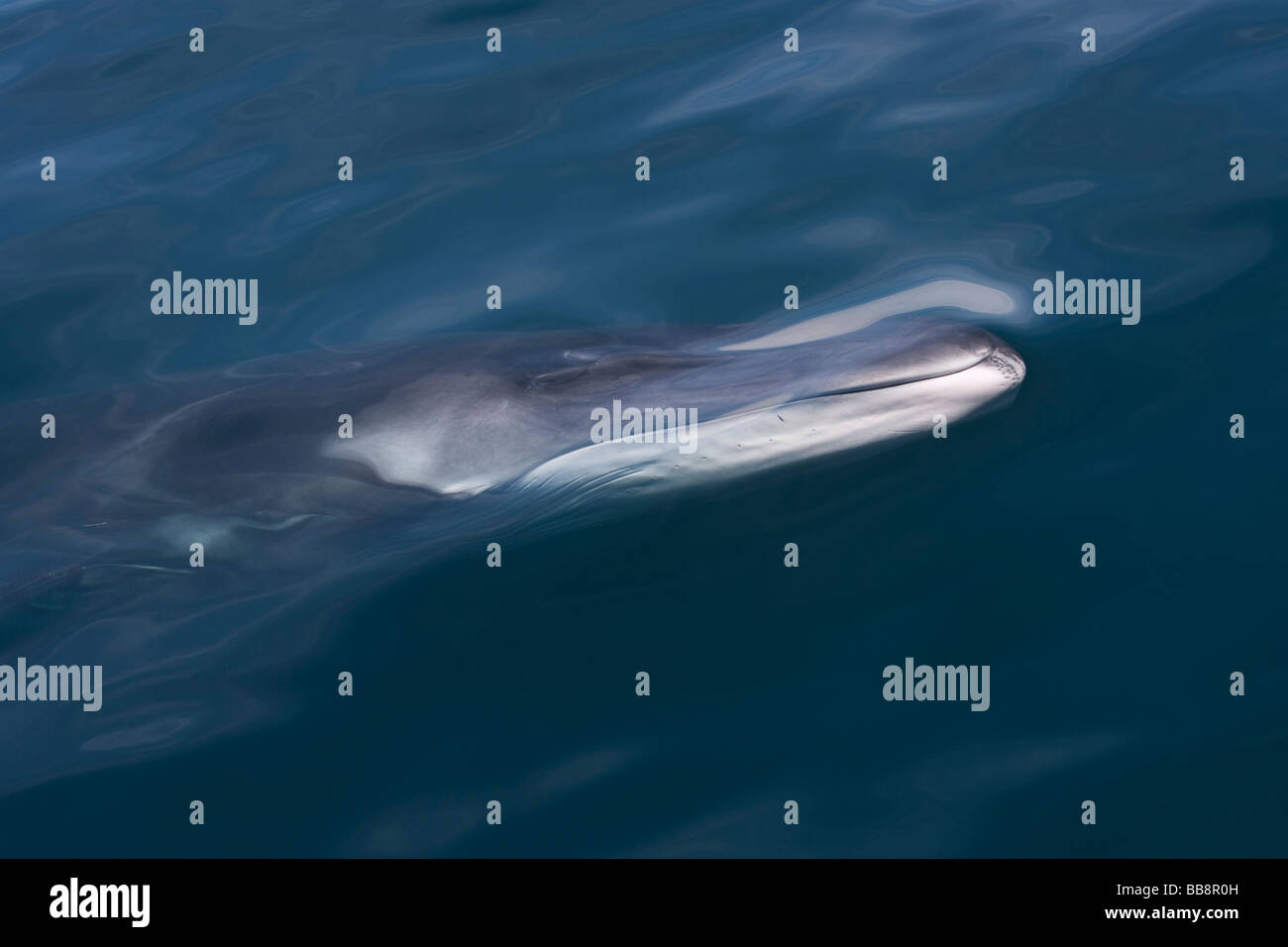 Ballena de Aleta Balaenoptera physalus Finnwal cabeza de ternera con coloración asimétrica Mar de Cortez, en Baja California, México. Foto de stock
