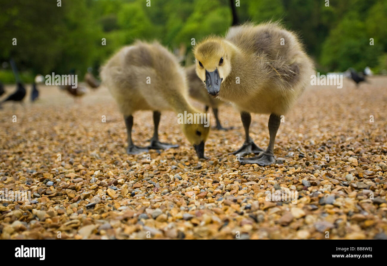 West Sussex, Reino Unido. Par de Canadá Goose Goslings buscando comida con uno mirando directamente a la cámara. Nombre latino Branta canadensis Foto de stock
