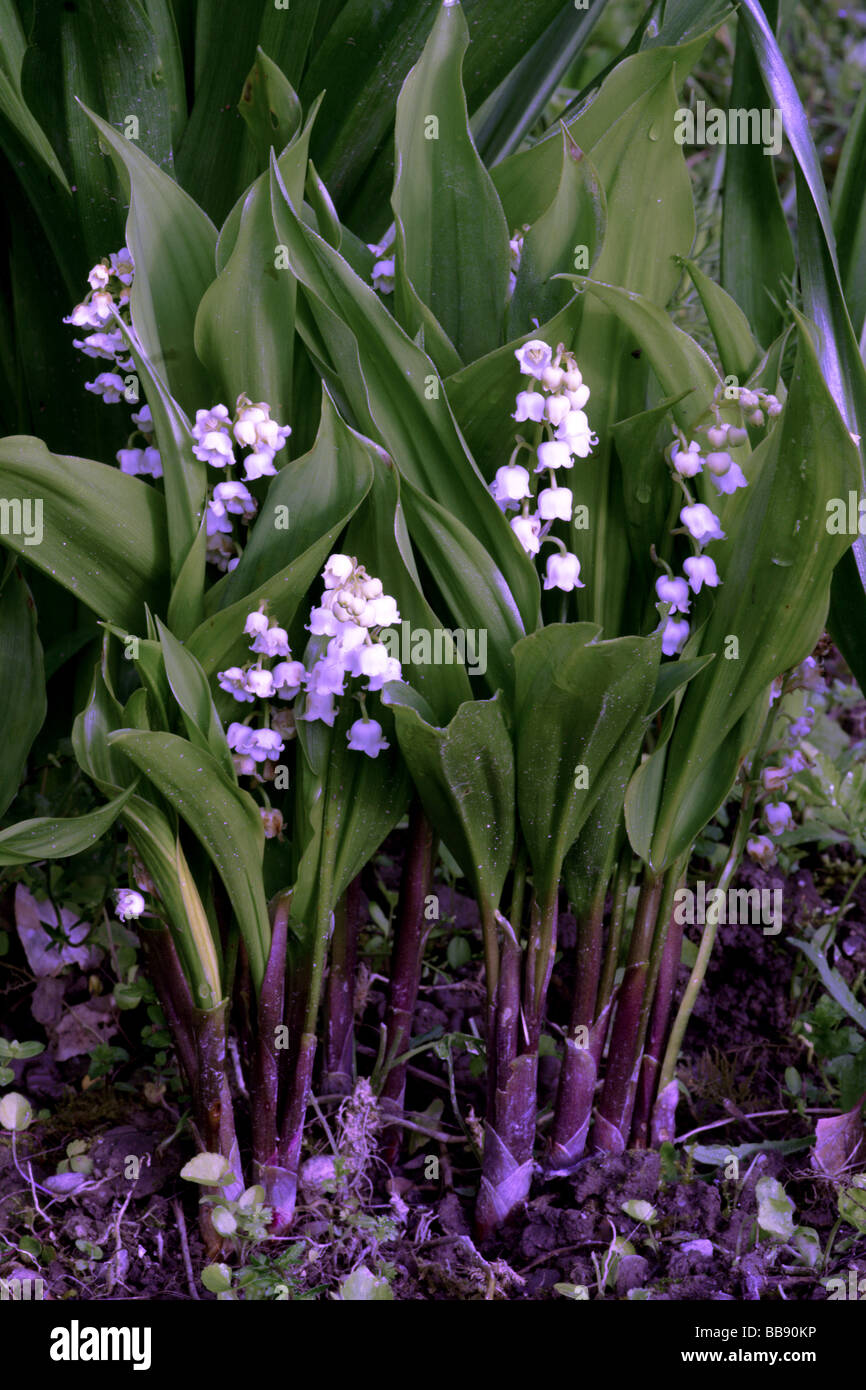 Flores;lirio del valle;'Convallaria majalis';racimos de plantas en flor  Fotografía de stock - Alamy