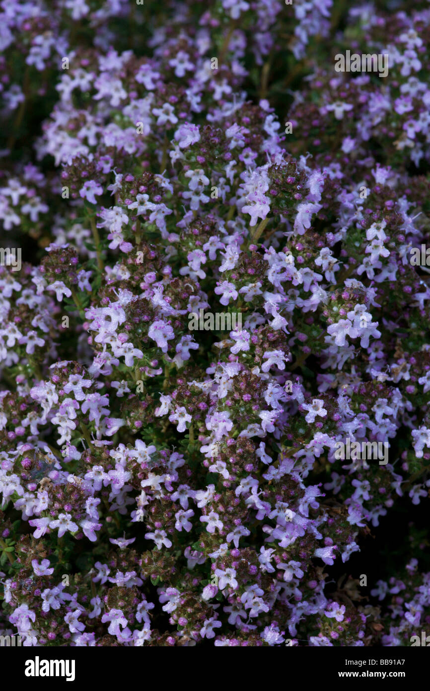 Hierbas;Garden tomillo; "Thymus vulgaris'; se agrupan en flor. Foto de stock