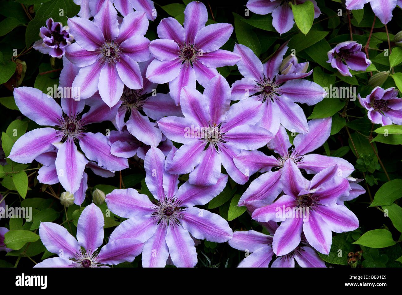 Las plantas;escaladores;Clematis cv. Nellie Moser.Grupo de flores. Foto de stock