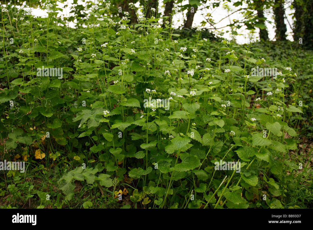 Alliaria petiolata ajo, Mostaza Foto de stock