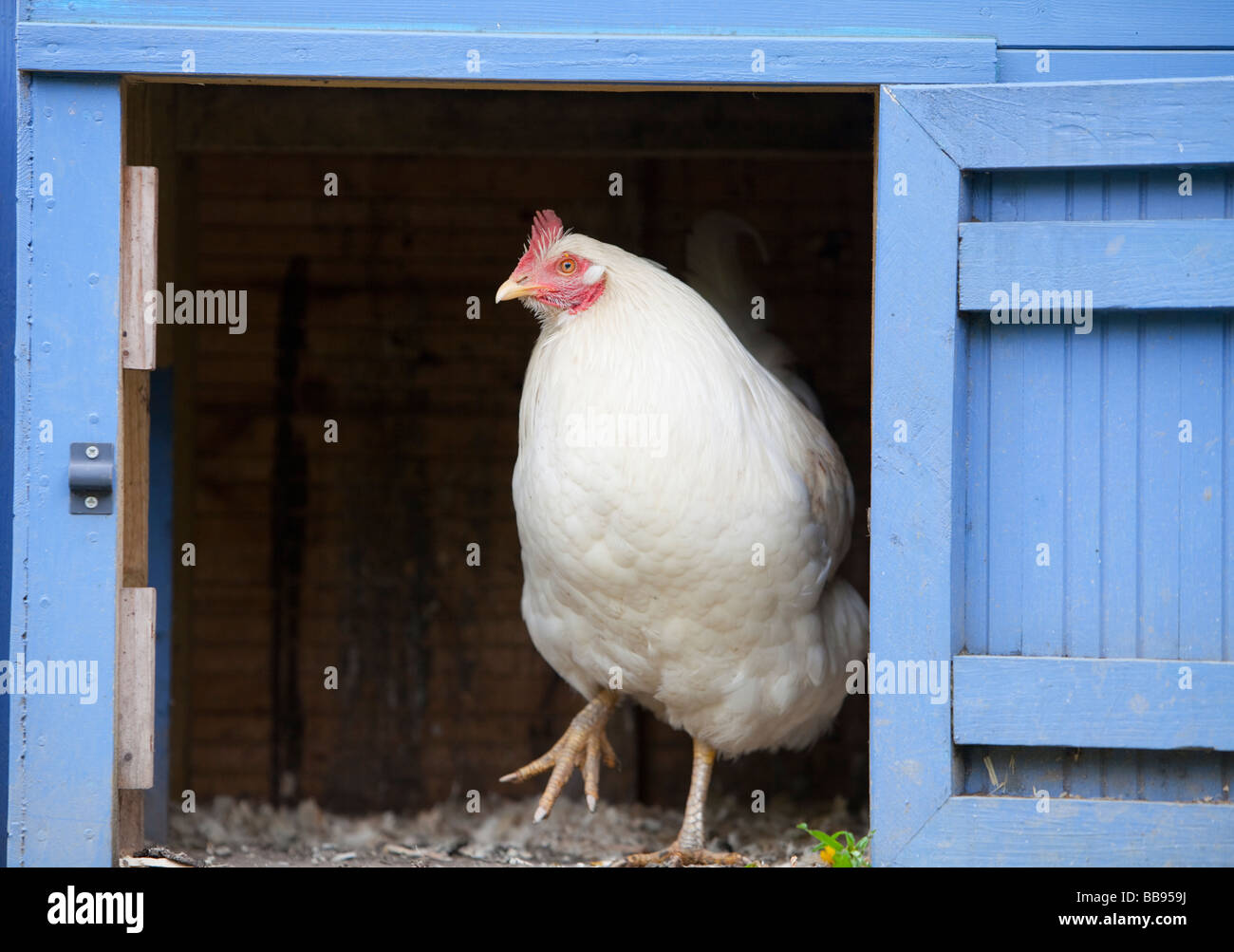 Intervalo libre de gallinas y una casa de gallina en el rydal Hall huerto comunitario cerca de Ambleside, Cumbria, Reino Unido Foto de stock
