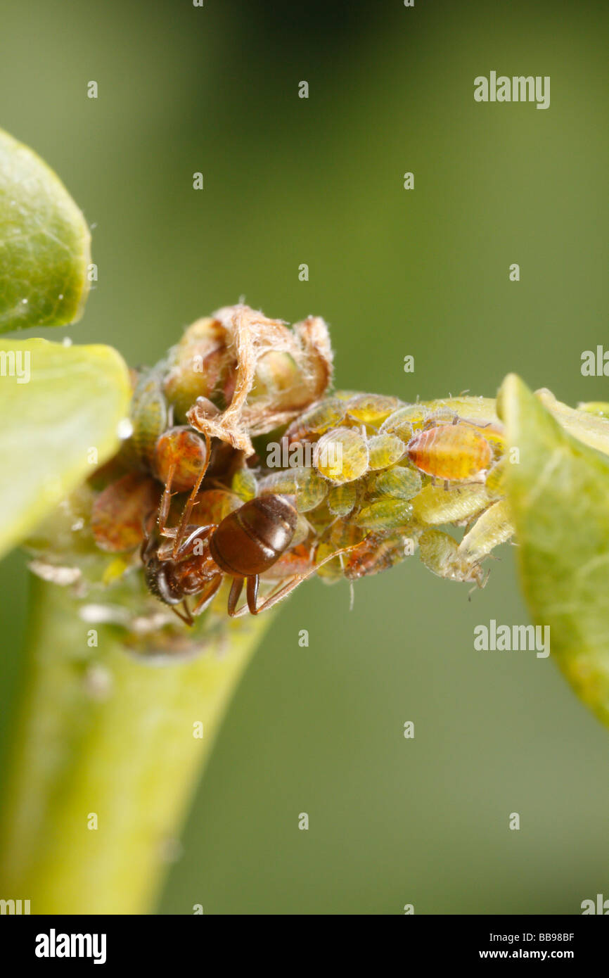 Ant ordeñar pulgones. La hormiga Lasius niger, una hormiga negra de jardín. Foto de stock