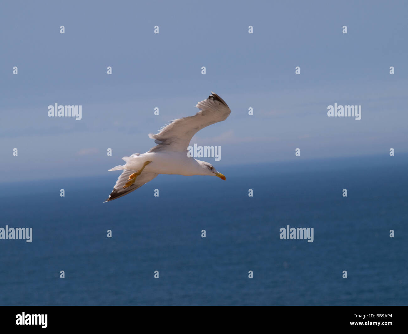 Seagull cabalgando el viento por encima de los acantilados de ponta de Sagres Foto de stock