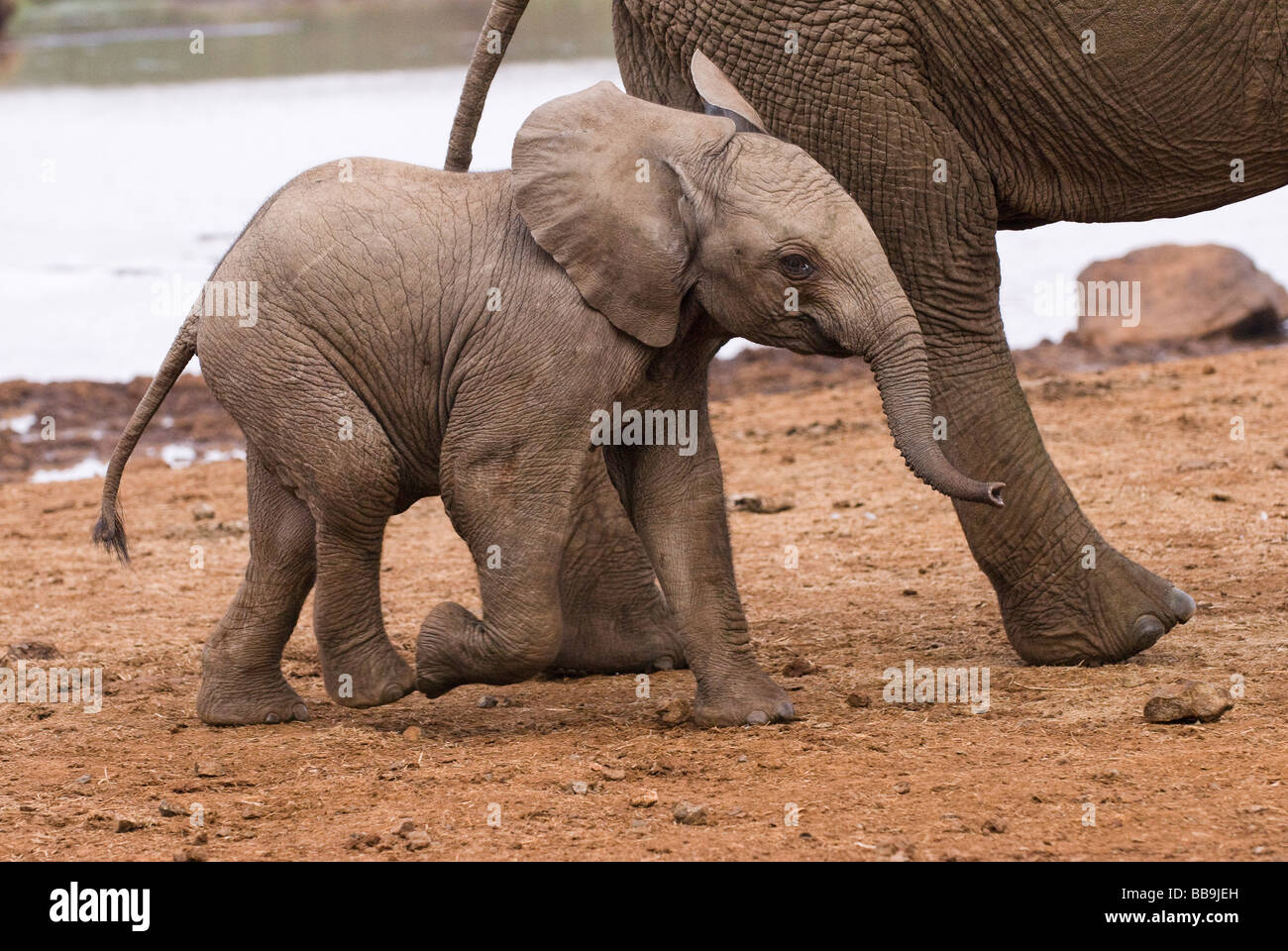 Joven bebé elefante africano Loxodonta africana EL ARCA ABERDARE NATIONAL PARK KENYA África Oriental Foto de stock