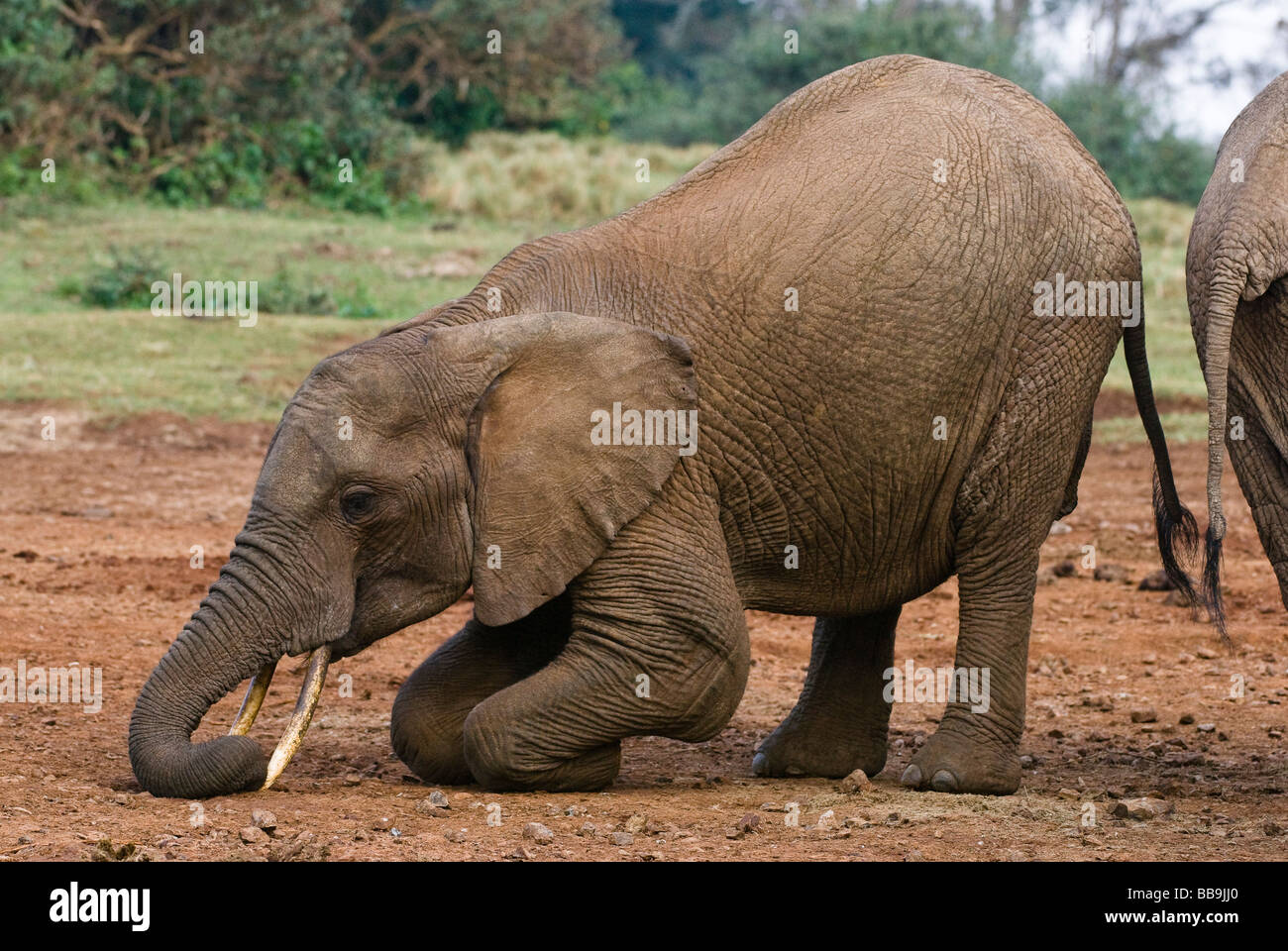 Elefante Africano Loxodonta africana EL ARCA ABERDARE NATIONAL PARK KENYA África Oriental Foto de stock