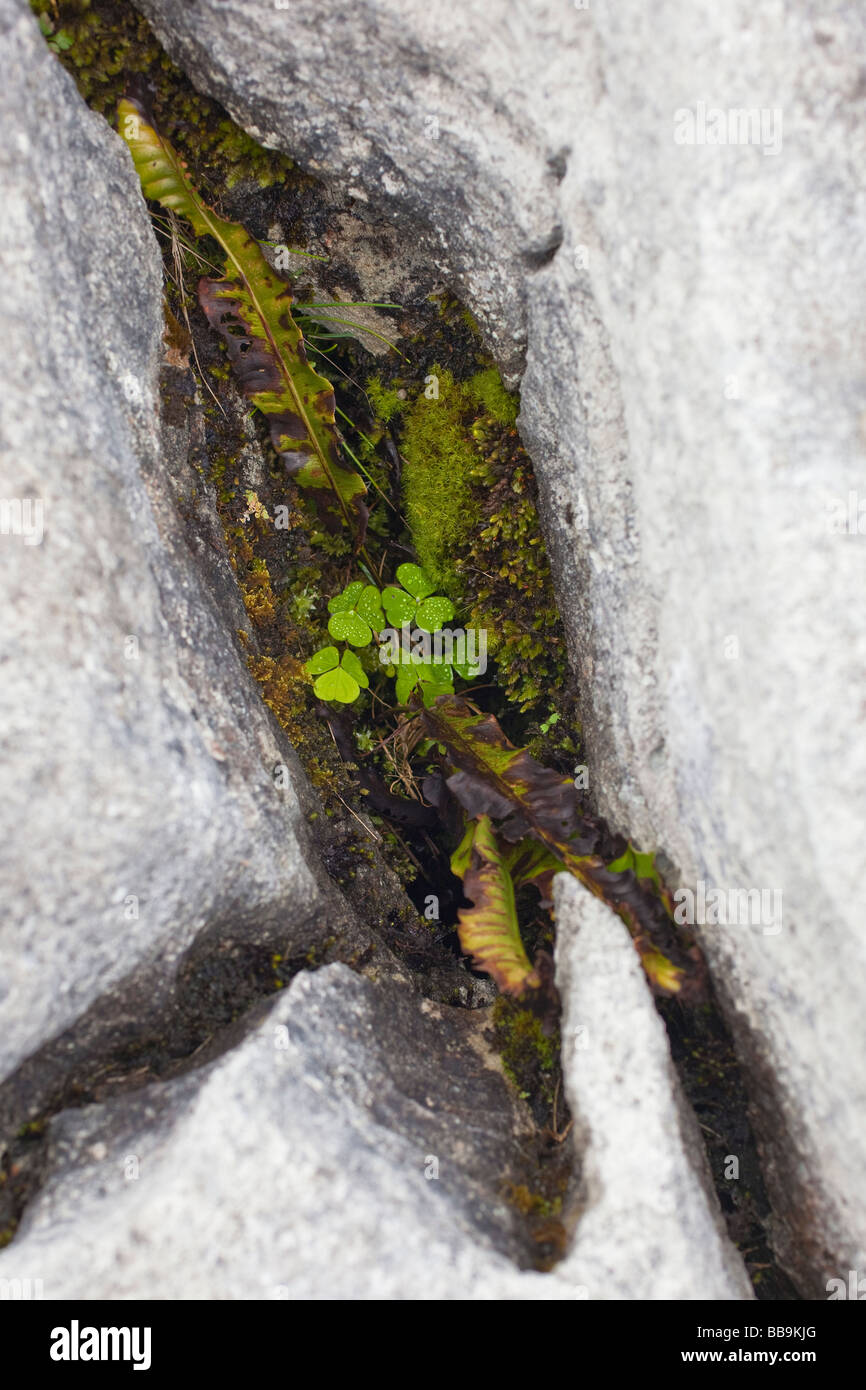 Tres de trébol hojeados crecen en pavimento de piedra caliza de Burren en el condado de Clare Co Irlanda Irlanda Irlanda Europa UE Foto de stock