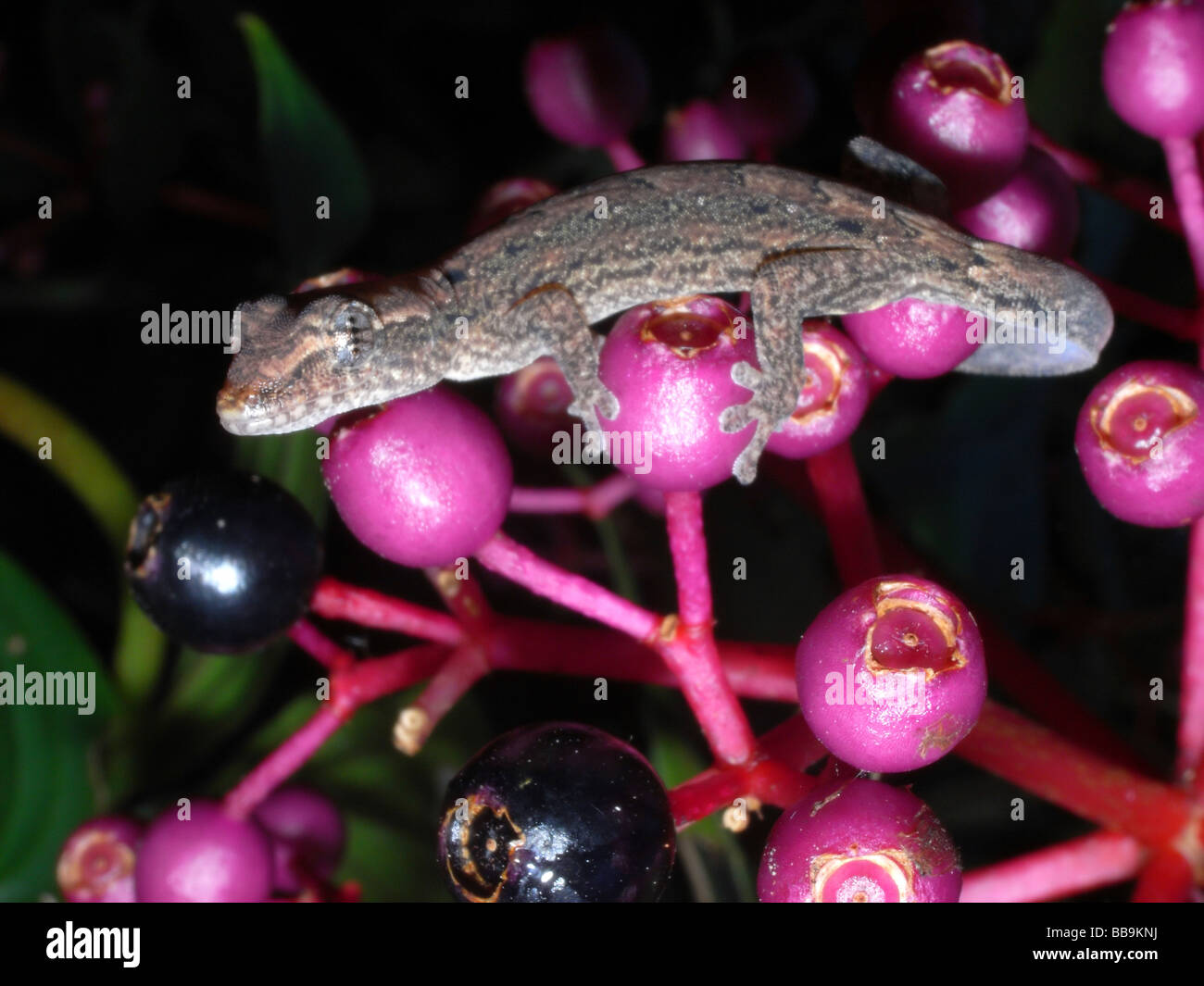 Duelo Lepidodactylus lugubris (Gecko) en un jardín suburbano, Cairns, en el norte de Queensland, Australia Foto de stock