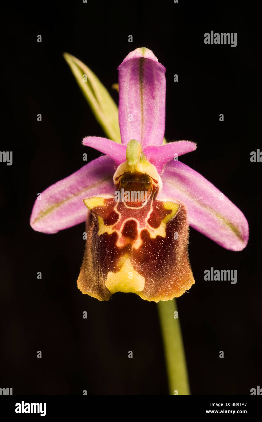 Bee orchid, Ophrys lyciensis Kas Turquía, abril de 2009 Foto de stock
