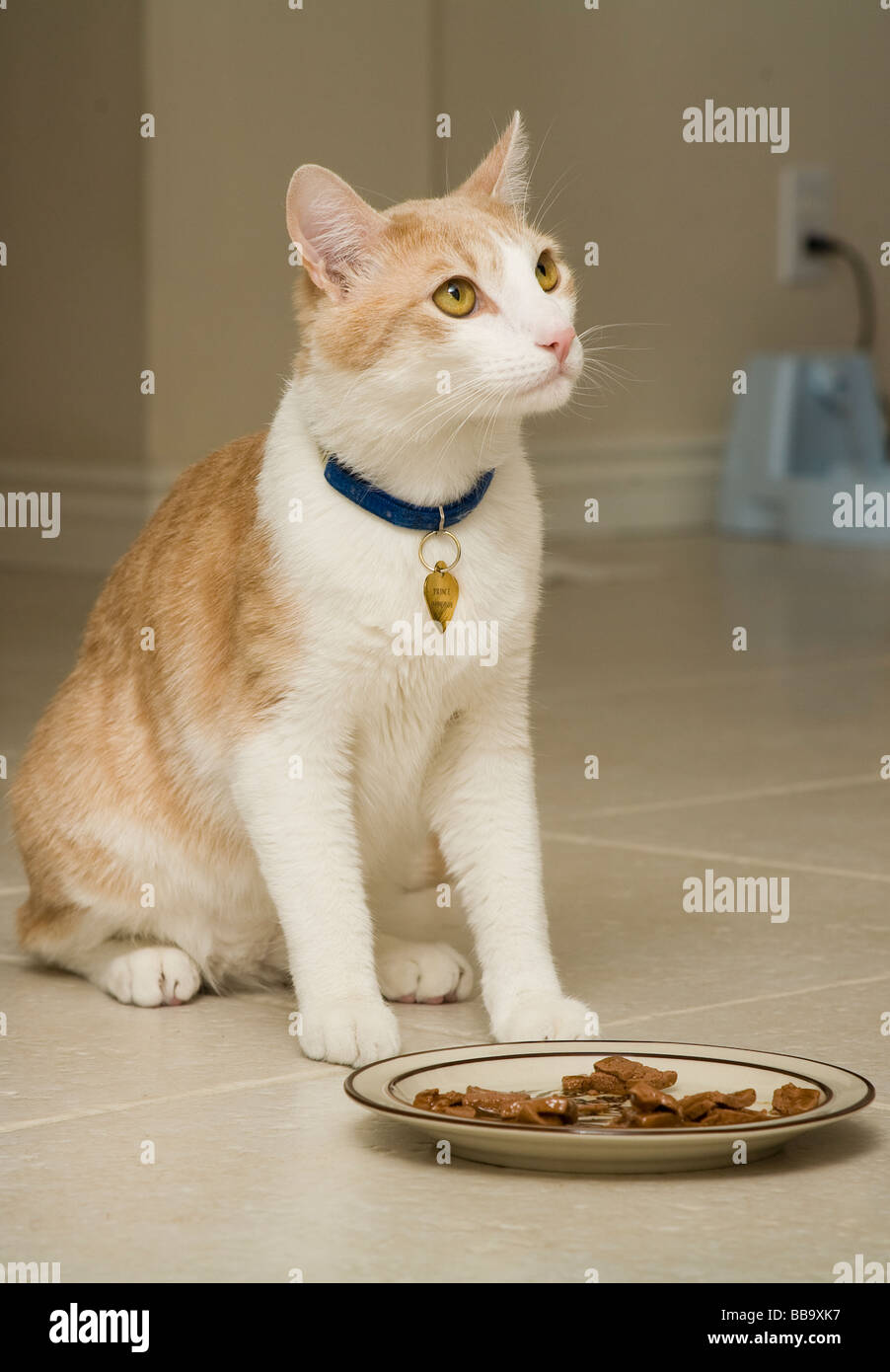 Plato de gato fotografías e imágenes de alta resolución - Alamy