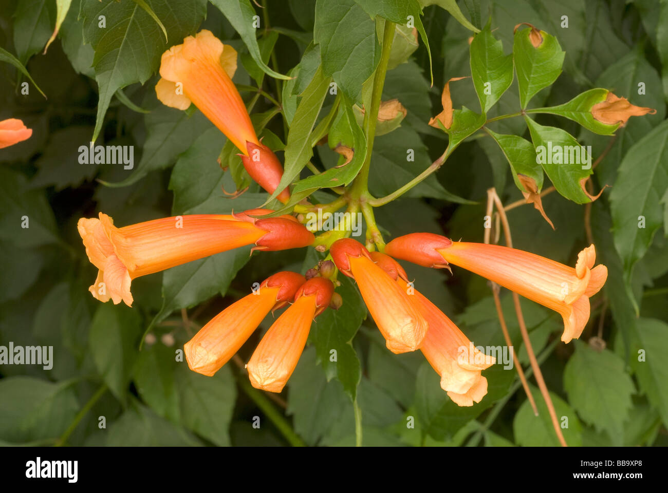 Trompeta Campsis radicans, Begoniaceae Vid Foto de stock