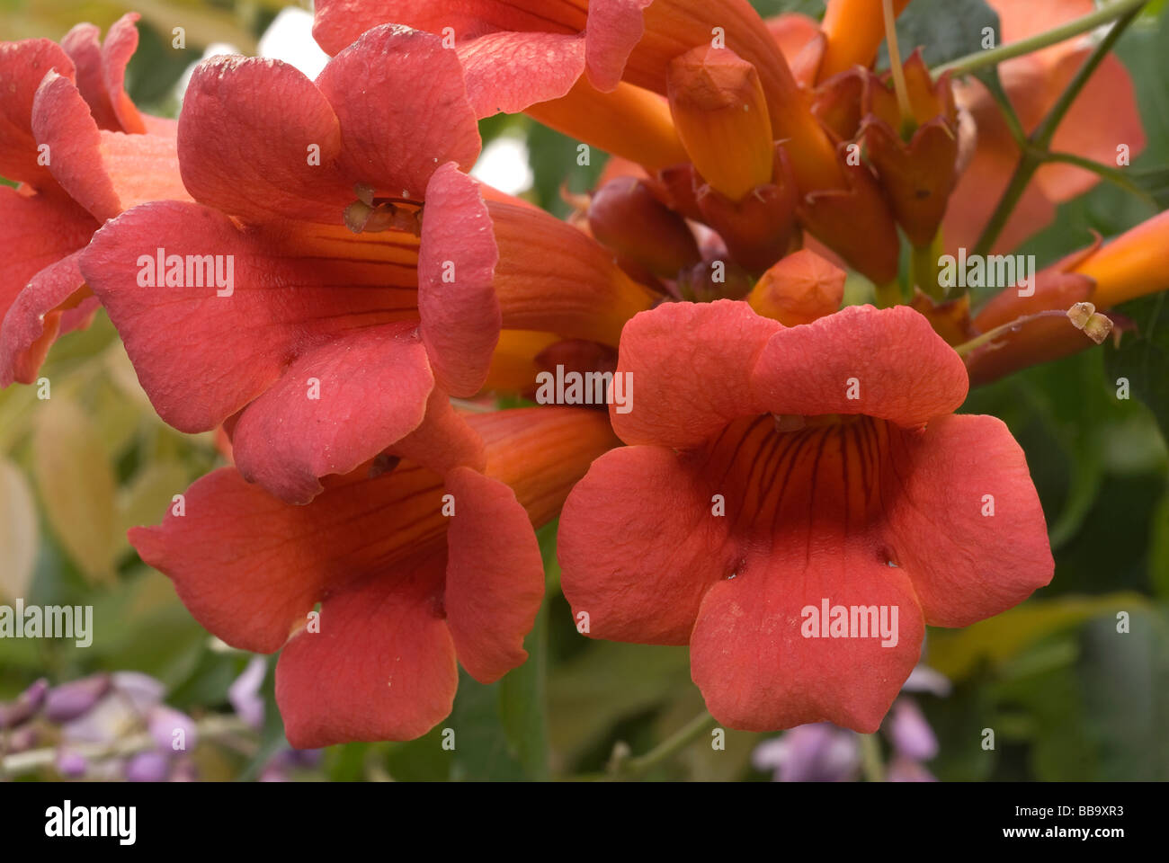 Trompeta Campsis radicans, Begoniaceae Vid Foto de stock