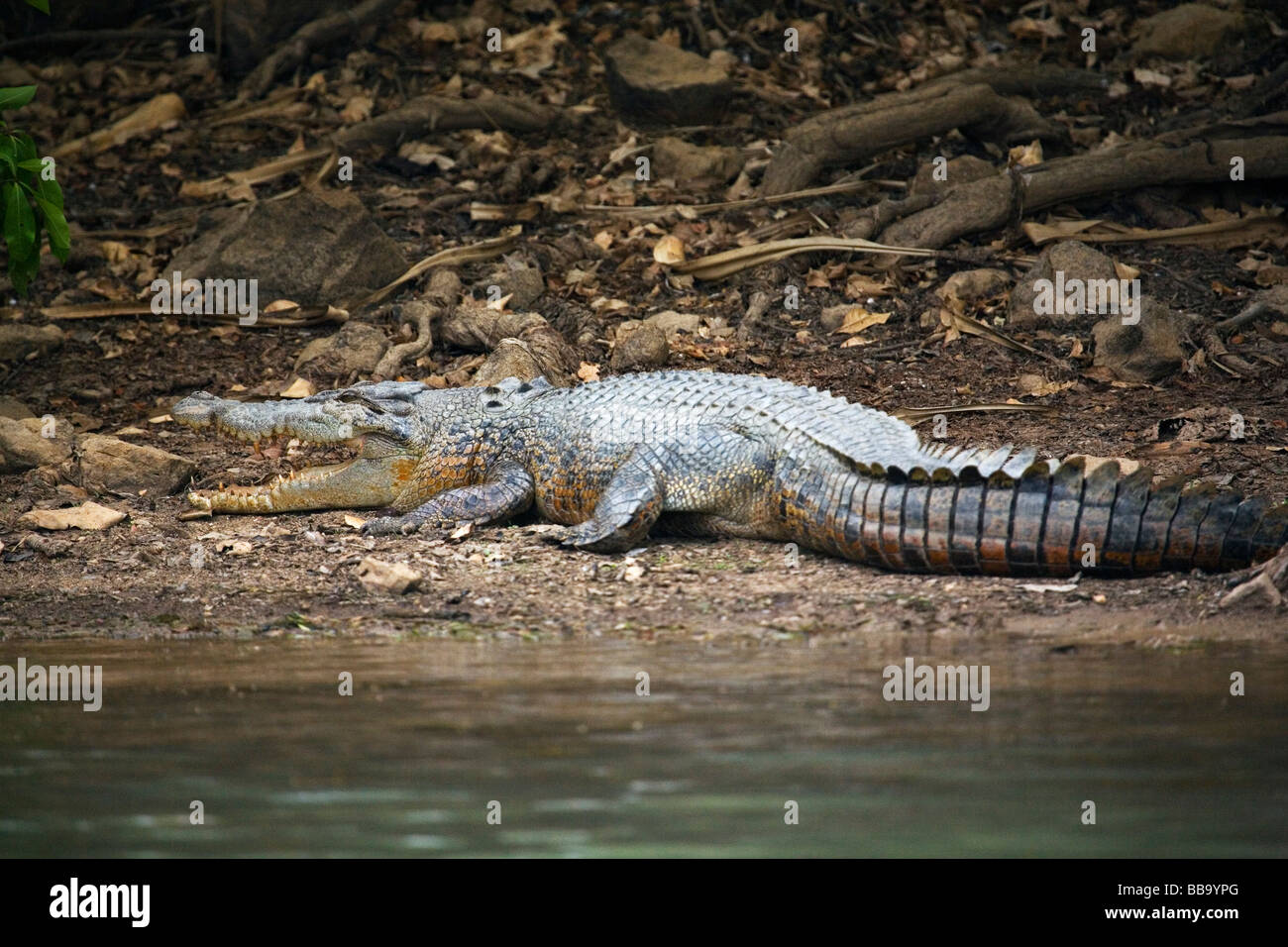 El cocodrilo de agua salada (Crocodylus porosus) en los humedales de Río María. Parque Nacional Río María, Territorio del Norte, Australia Foto de stock