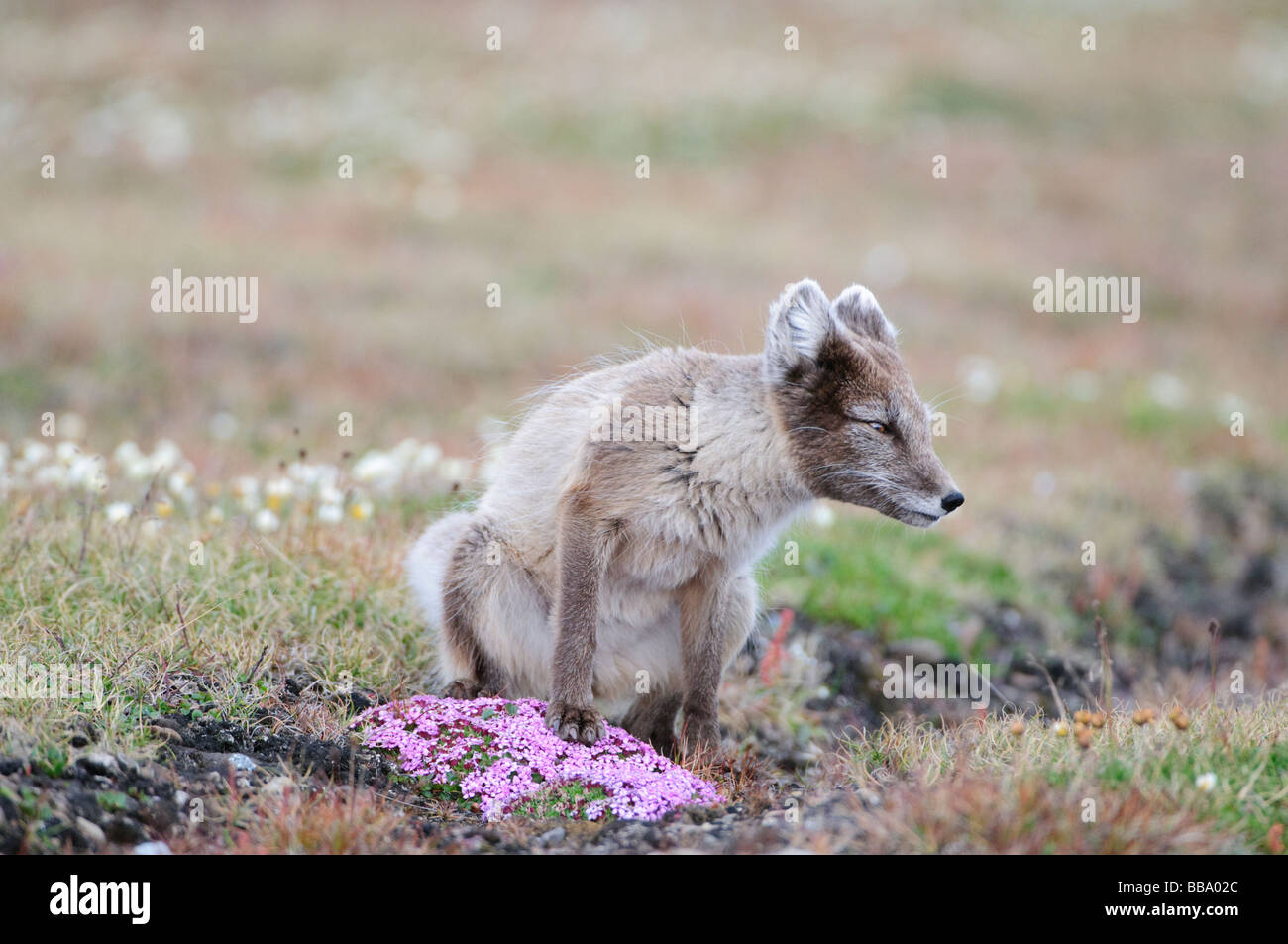 Arctic Fox Vulpes lagopus buscando carroña u otra fuente de alimento Svalbard Foto de stock