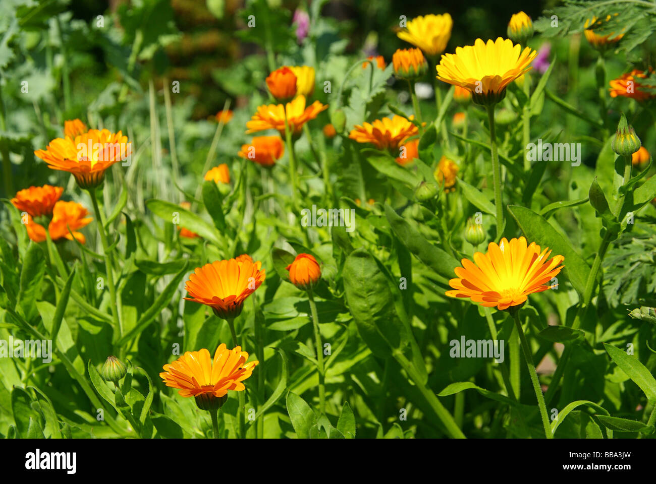 Caléndula Ringelblume 07 Foto de stock