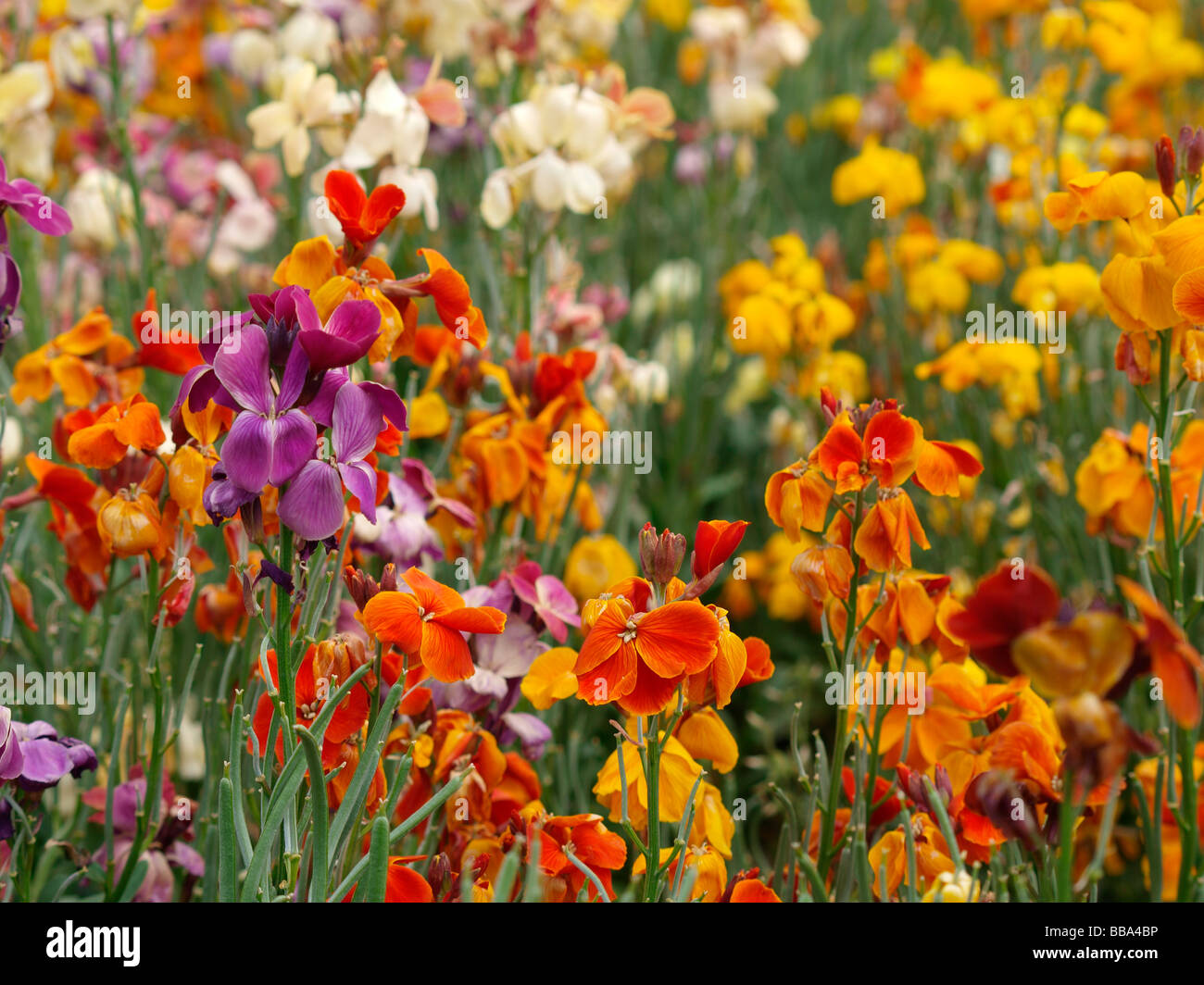 Erysimum Wallflowers, nombre de la familia Brassicaceae Foto de stock
