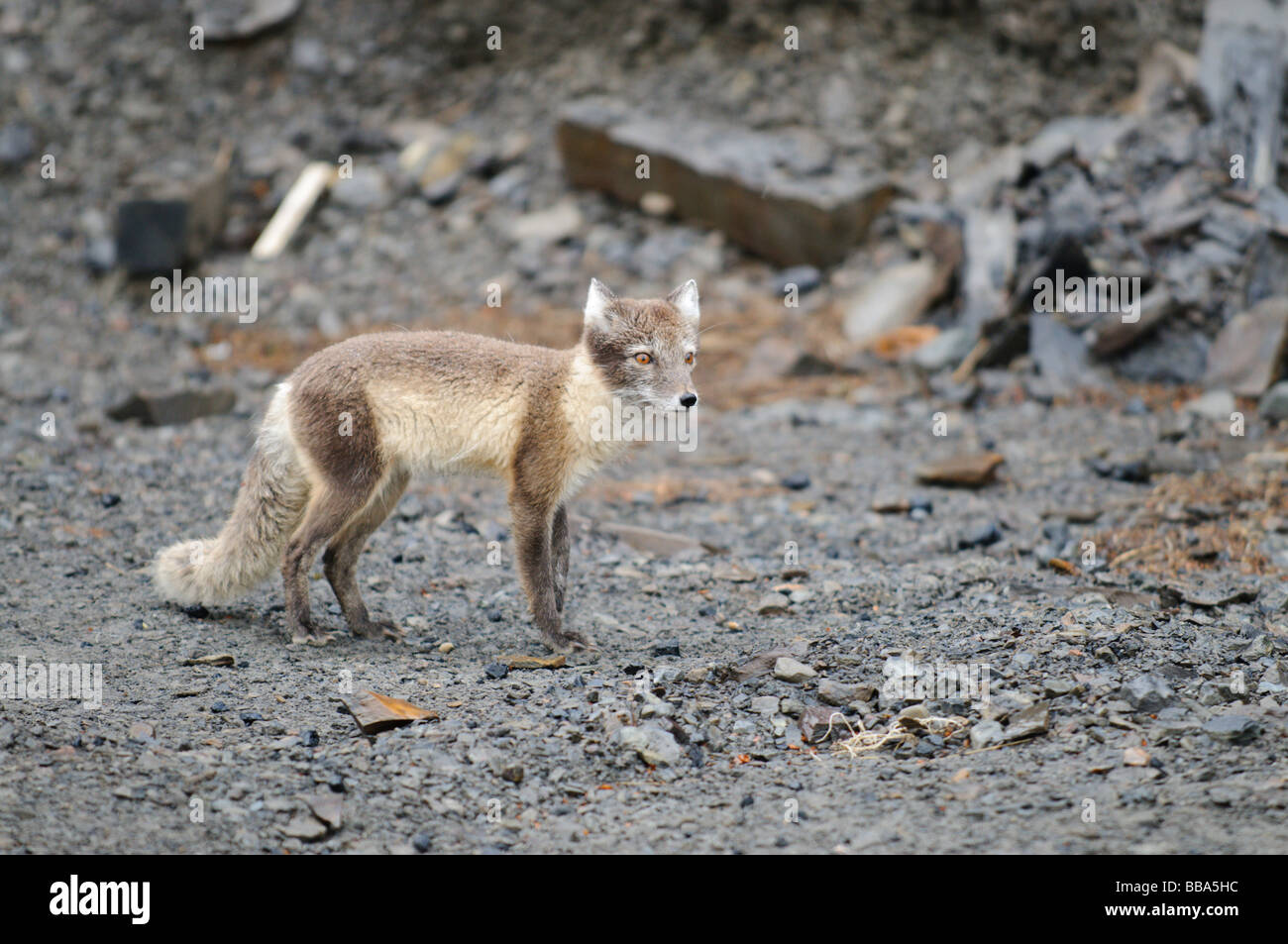 Arctic Fox Vulpes lagopus en verano fur en busca de alimentos Foto de stock