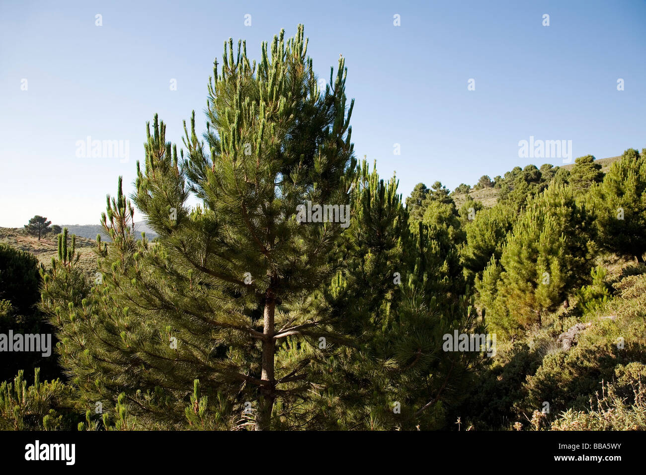 Bosque de pinos de la Serranía de Ronda Provincia de Málaga Andalucía España pinos forestales Serranía de Ronda Málaga Andalucía España Foto de stock