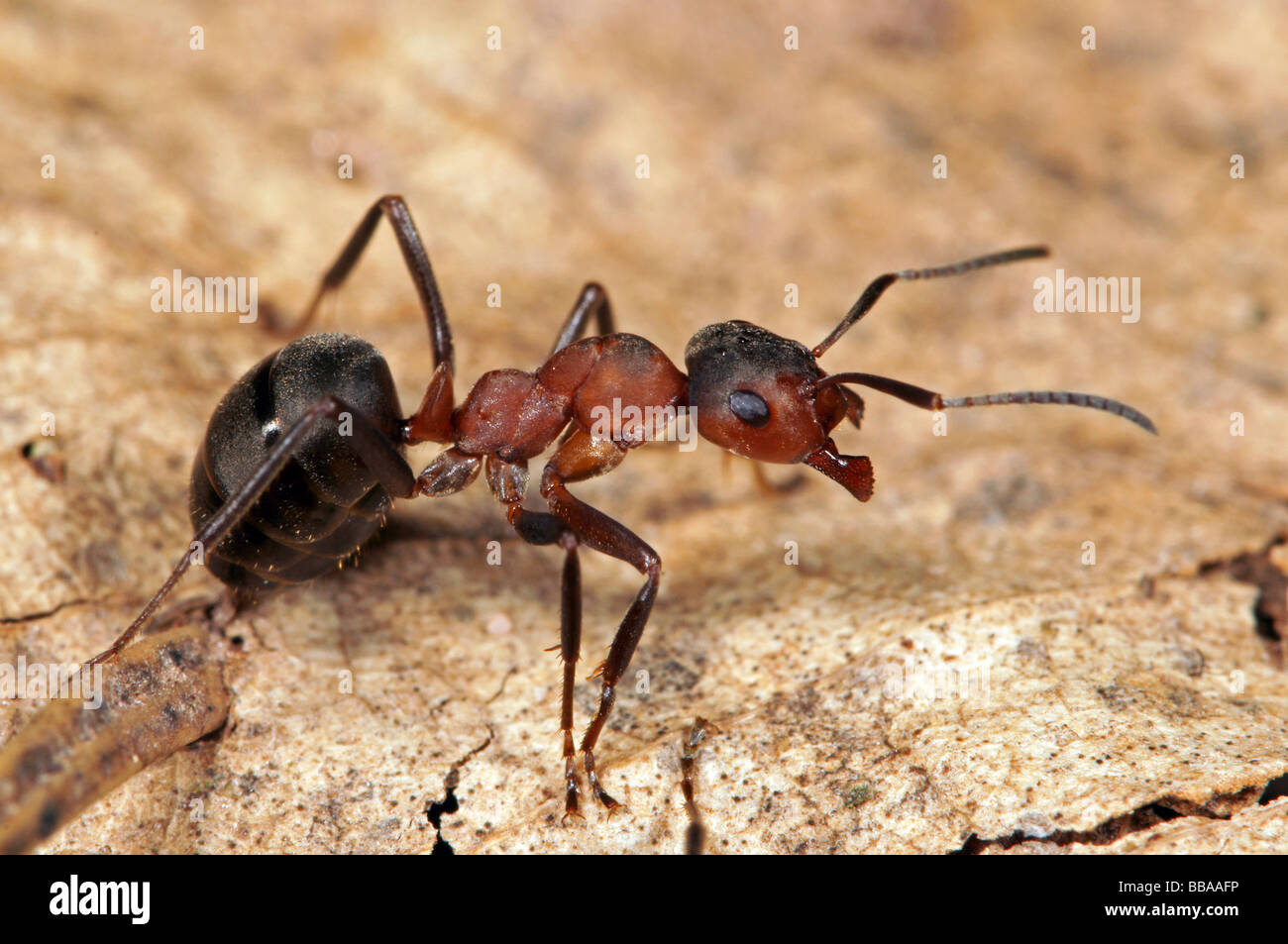 Hormiga de madera roja (Formica polyctena) Foto de stock