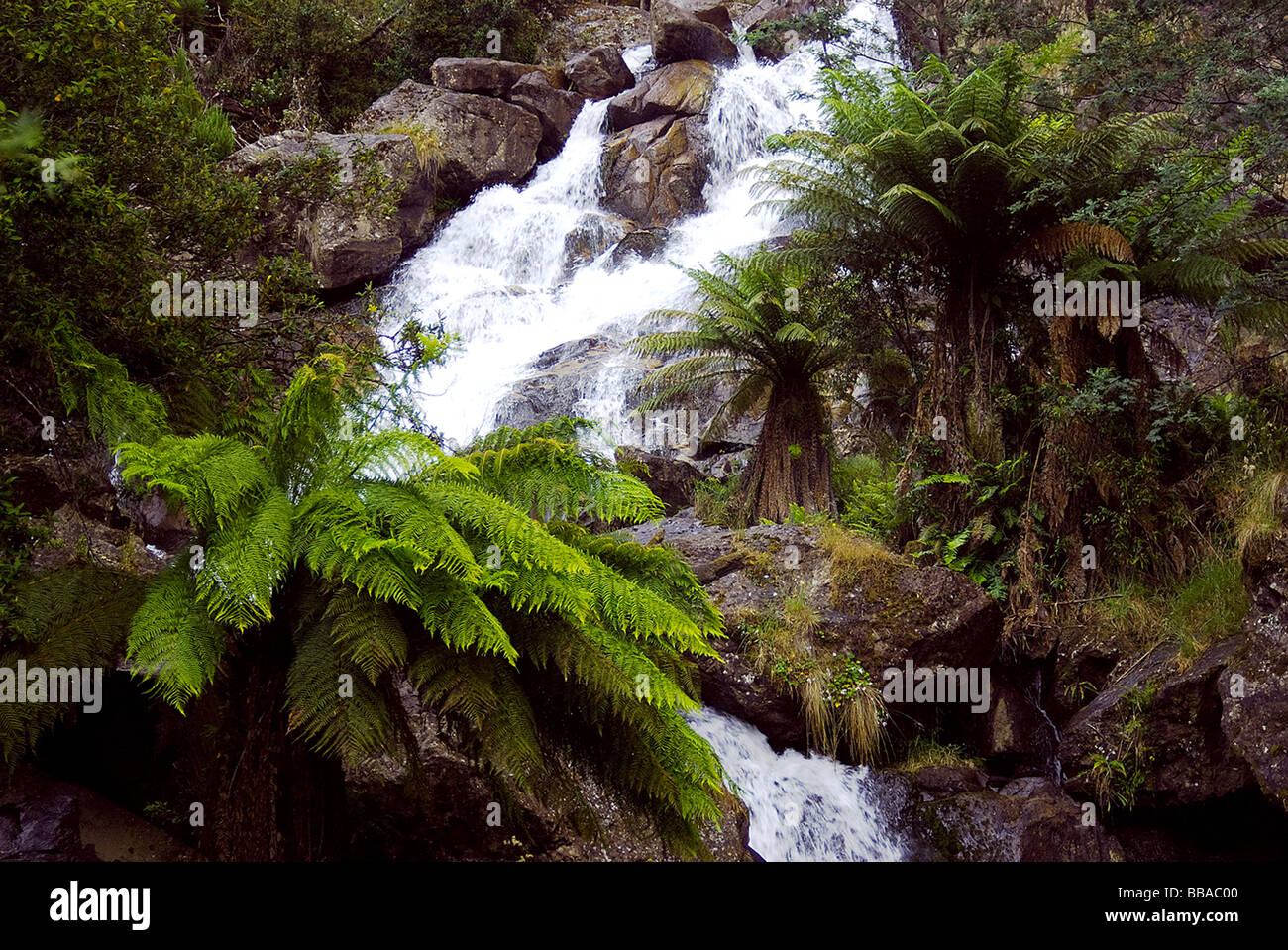 Rainforest Cascada en el Parque Nacional de Tasmania Foto de stock