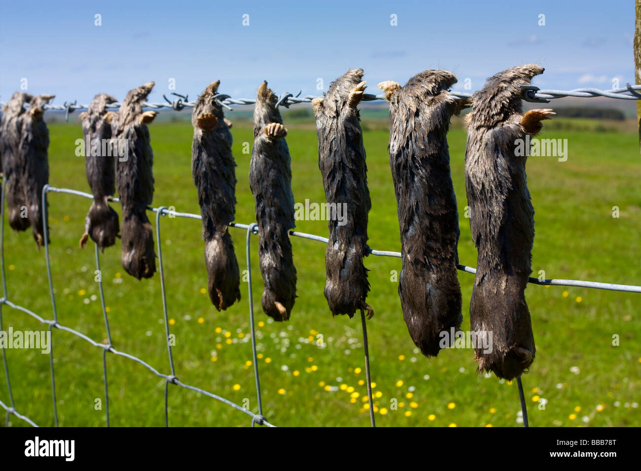 Los Topos muertos atrapados por el agricultor colgando de las púas de la alambrada de Northumberland rural Foto de stock