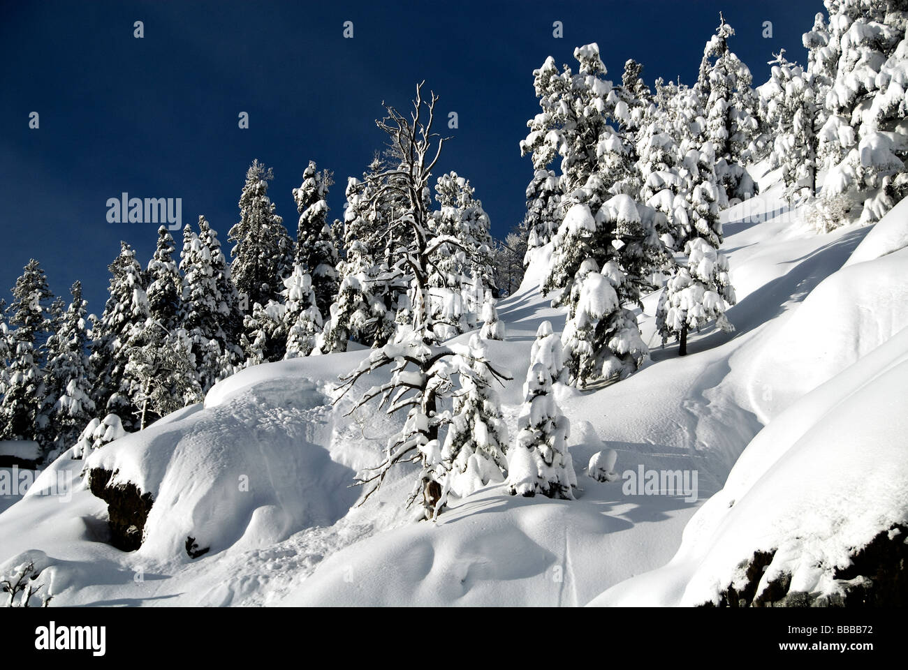 Nieve enyesado sobre árboles cerca de Wolf Creek Pass Archuleta County Colorado, EE.UU. Foto de stock