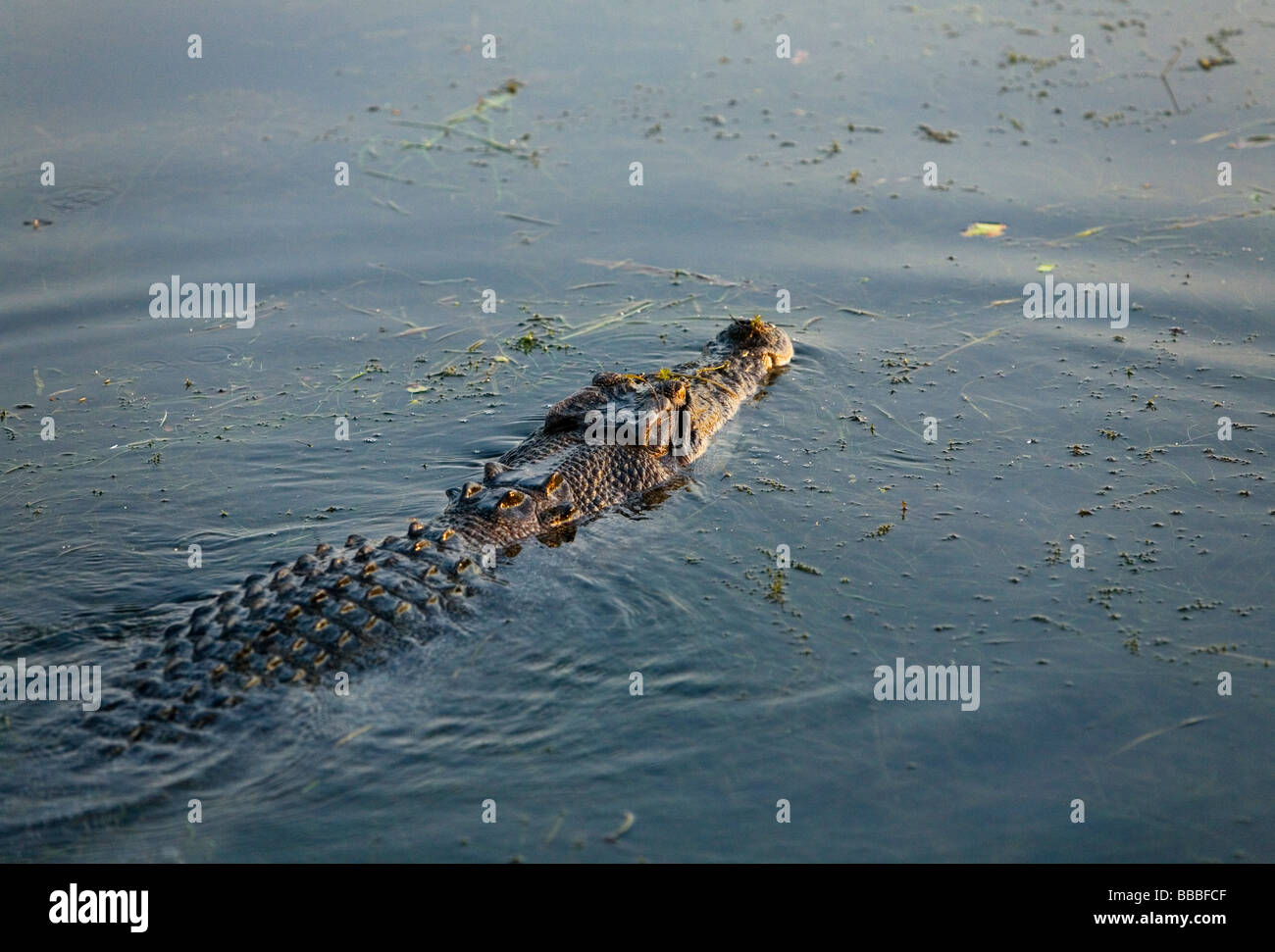 El cocodrilo de agua salada (Crocodylus porosus). Los humedales de agua amarilla, Cooinda, Parque Nacional Kakadu, el Territorio del Norte, Australia Foto de stock