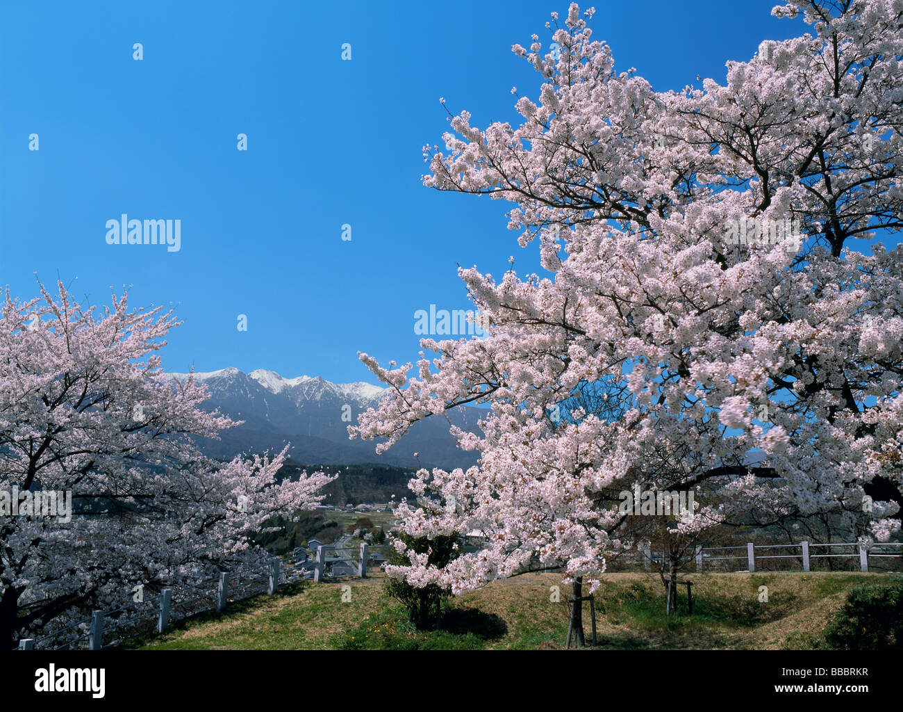Los Cerezos en flor Foto de stock