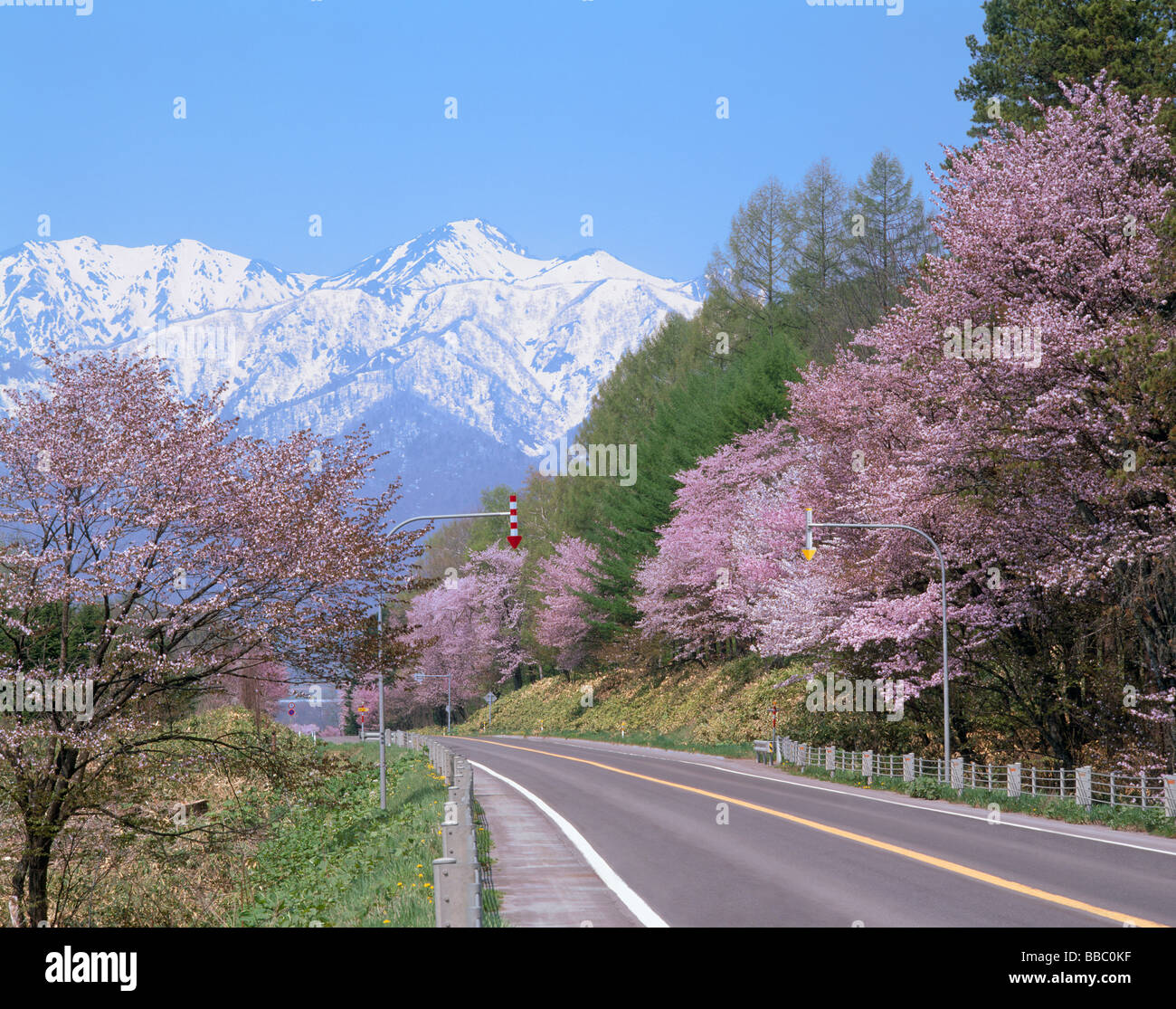 Los Cerezos en flor y la carretera Foto de stock