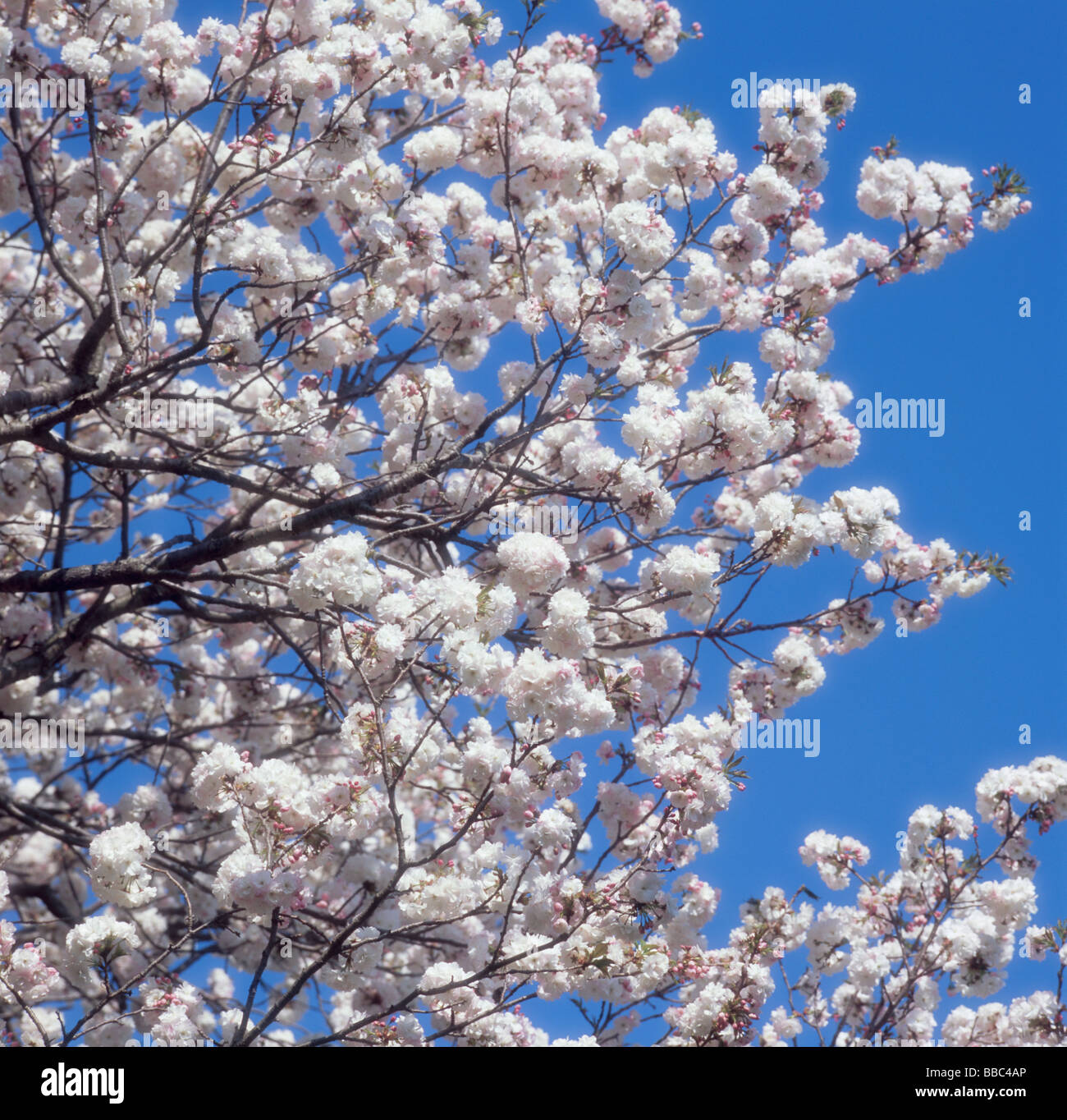 Los Cerezos en flor y cielo azul Foto de stock