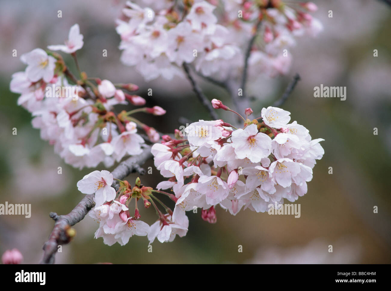 Cerca de los Cerezos en flor Foto de stock