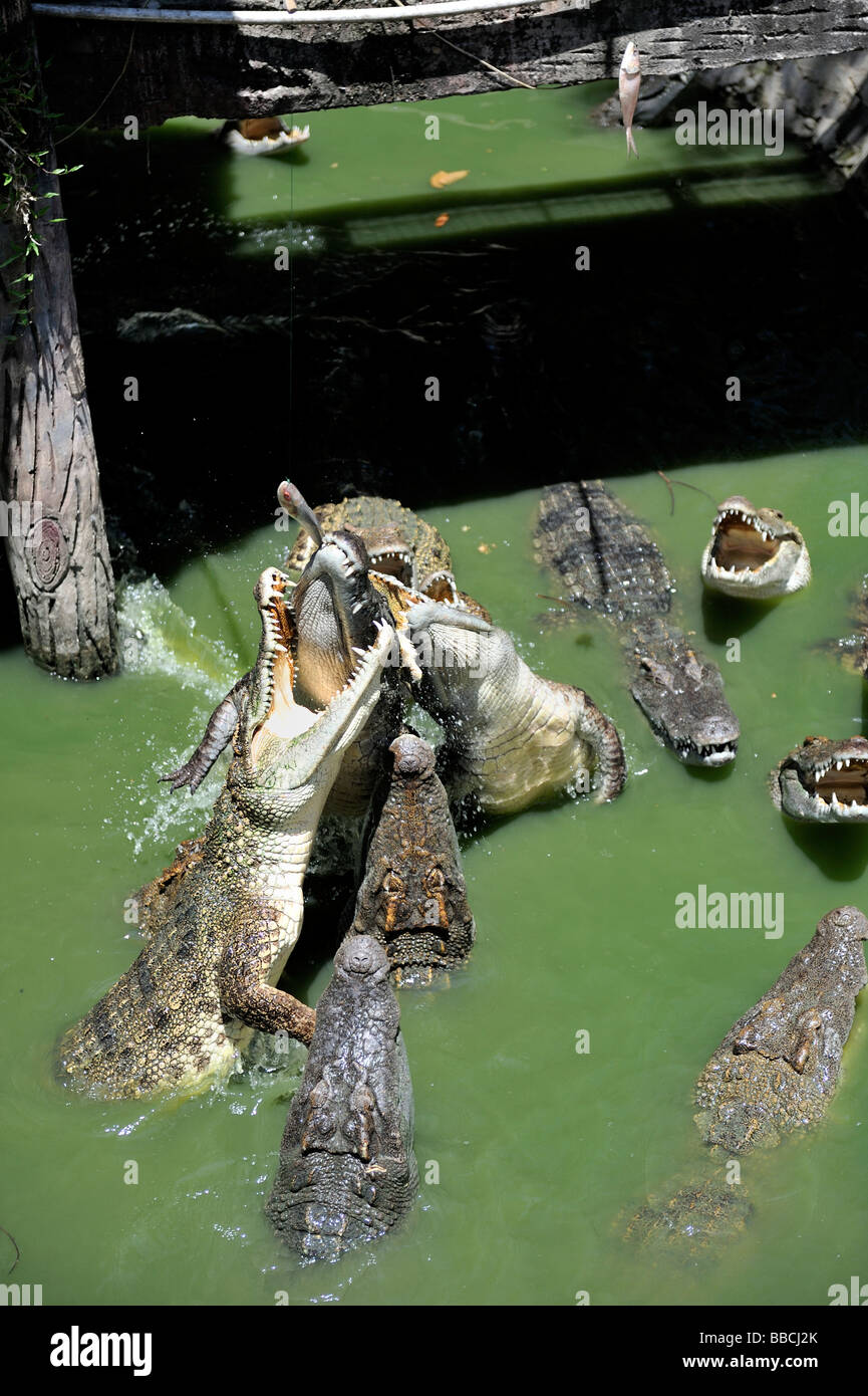 Muelles en las mandíbulas fotografías e imágenes de alta resolución - Alamy