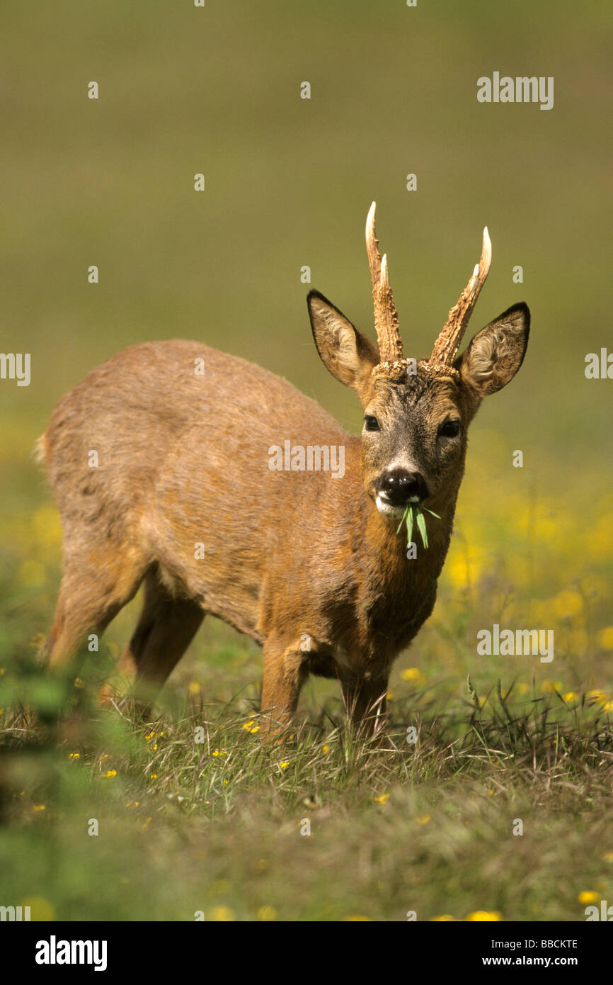 Unión Corzo (Capreolus capreolus), Buck comiendo hierba Foto de stock