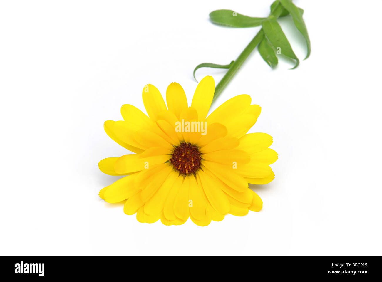 1 calendula officinalis fotografías e imágenes de alta resolución - Alamy