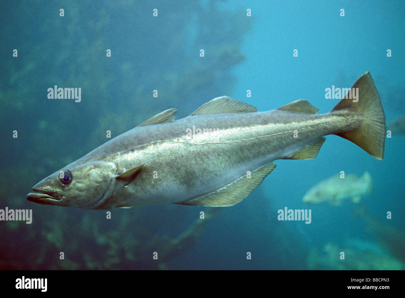 Pollock, abadejo (Pollachius pollachius) bajo el agua. Foto de stock