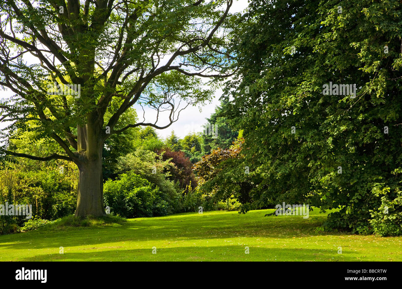 Grandes árboles y los arbustos alrededor de un jardín de césped en Waterperry Oxfordshire, Inglaterra, Gran Bretaña. Foto de stock