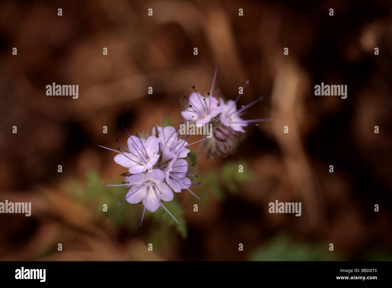 Mejorana silvestre (Origanum vulgare) Foto de stock