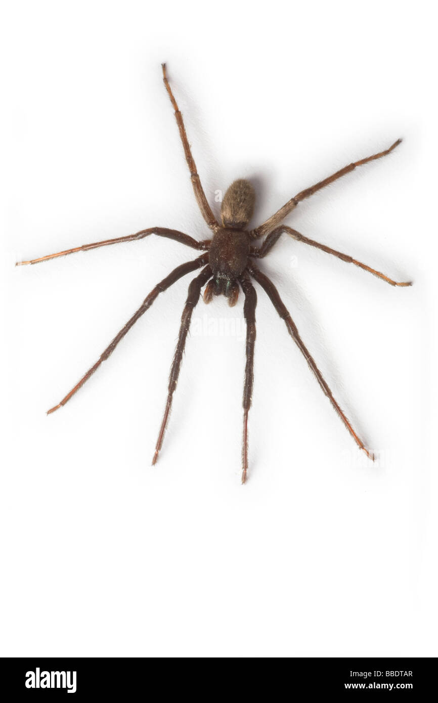 Una casa araña (Tegenaria gigantea), fotografiados en el estudio. (Tegenaria Tégénaire gigantea), photographiée en studio. Foto de stock