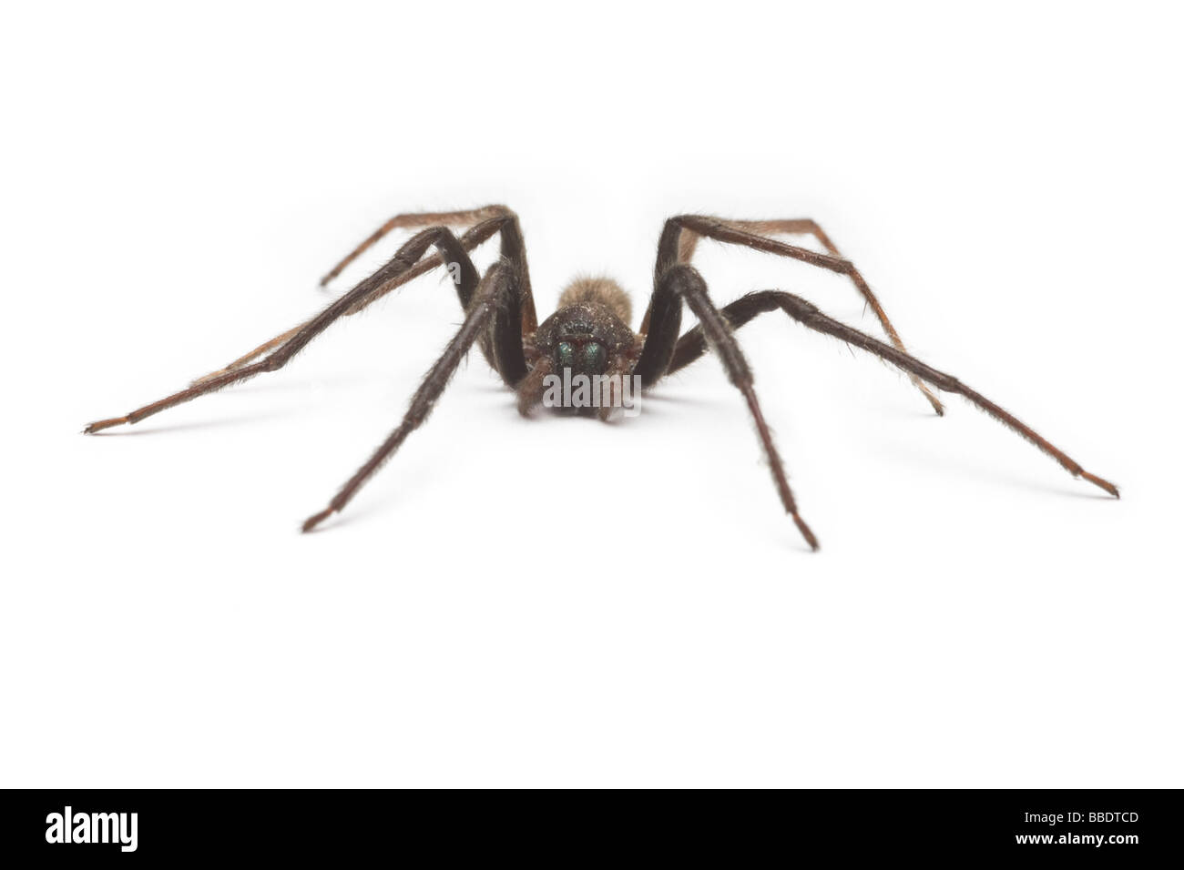 Una casa araña (Tegenaria gigantea), fotografiados en el estudio. (Tegenaria Tégénaire gigantea), photographiée en studio. Foto de stock