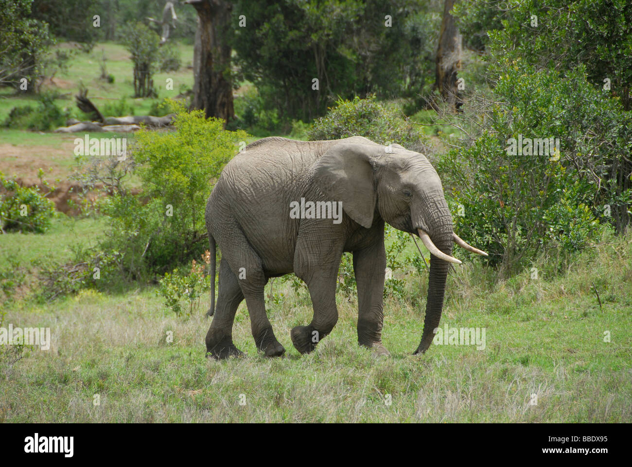 Los elefantes africanos, Ol Pejeta Conservancy, Kenya. Foto de stock