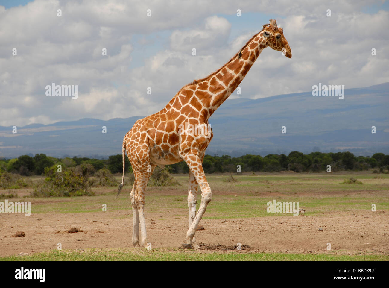 Jirafa macho En Ol Pejeta Conservancy, Kenia Foto de stock