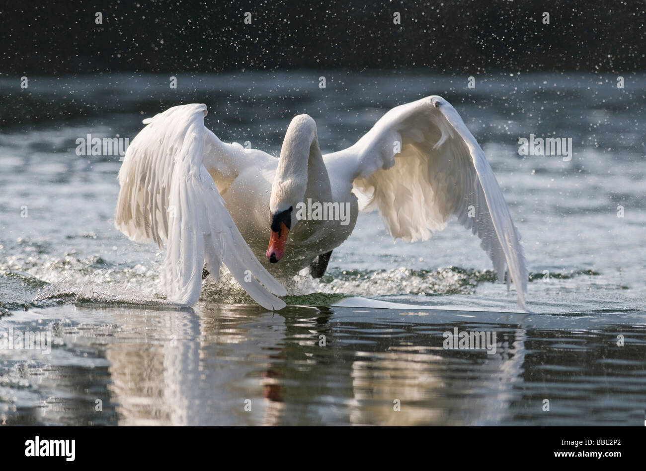 Cisne (Cygnus olor), atacando a los hombres Foto de stock