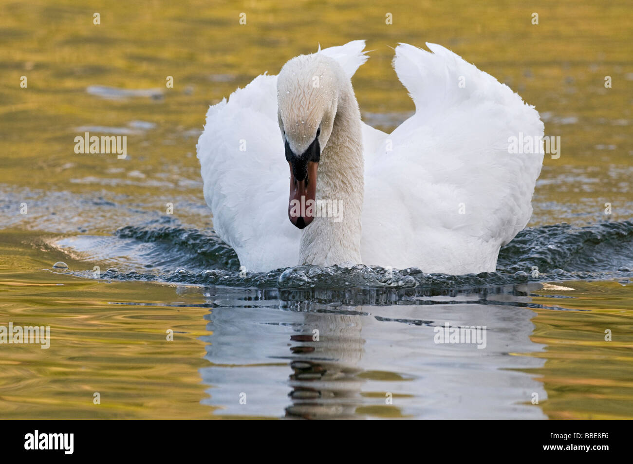 Cisne (Cygnus olor), atacando a los hombres Foto de stock