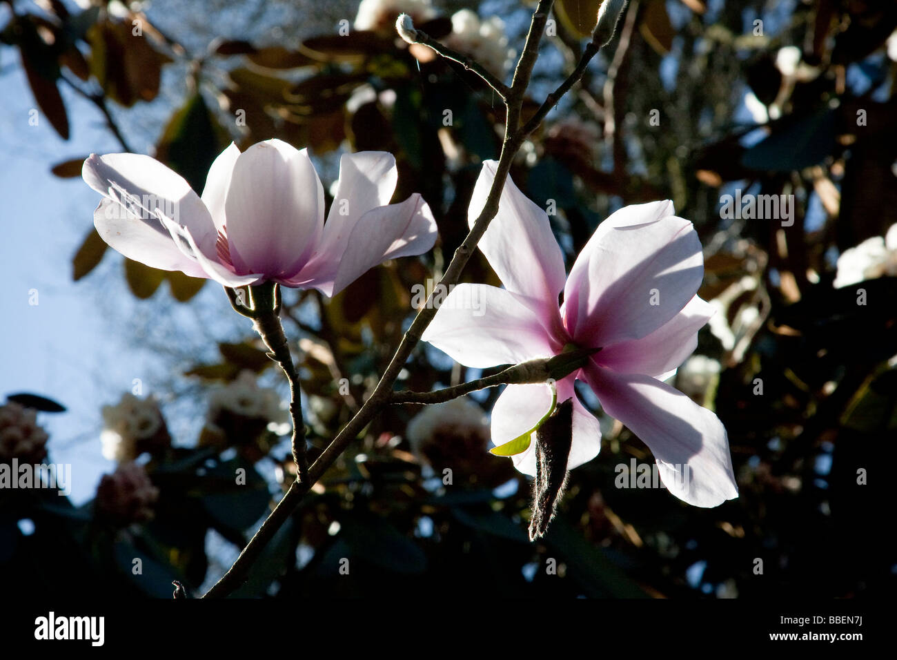 Magnolia, Caerhays Castle Garden Foto de stock